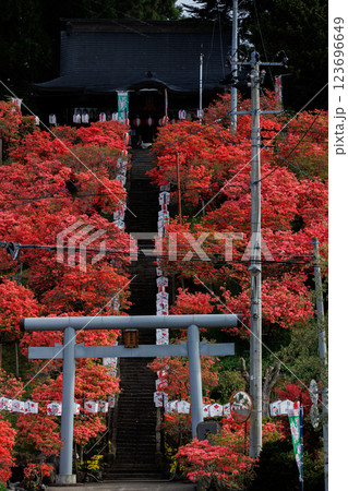 天王神社のつつじ(青森県七戸町)縦構図 天王神社のつつじ(青森県七戸町)縦構図 123696649