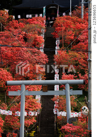 天王神社のつつじ(七戸町)縦構図 天王神社のつつじ(七戸町)縦構図 123696655