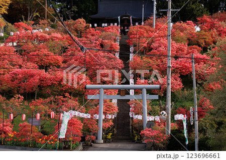 春風景七戸町天王神社のつつじ 春風景七戸町天王神社のつつじ 123696661