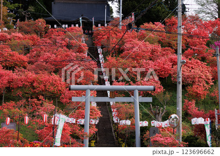 七戸町天王神社のつつじ(青森県七戸町) 七戸町天王神社のつつじ(青森県七戸町) 123696662