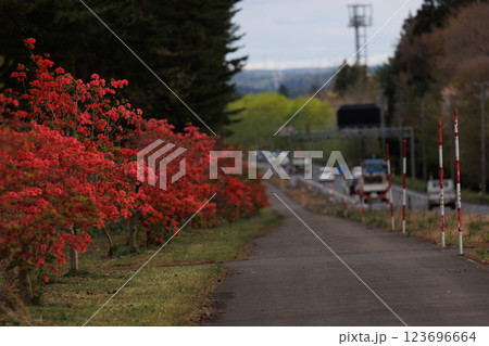 国道4号線山つつじ街道（青森県七戸町） 123696664