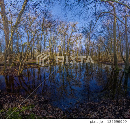 A serene forest pond reflecting the surrounding leafless trees in Moenchsbruch nature reserve A serene forest pond reflecting the surrounding leafless trees in Moenchsbruch nature reserve 123696999