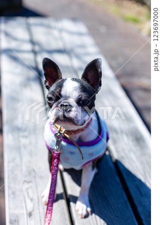 公園で遊ぶ愛犬 ボストンテリア 公園で遊ぶ愛犬 ボストンテリア 123697000
