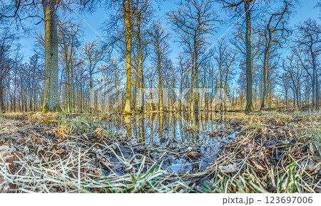 A serene forest pond reflecting the surrounding leafless trees in Moenchsbruch nature reserve 123697006