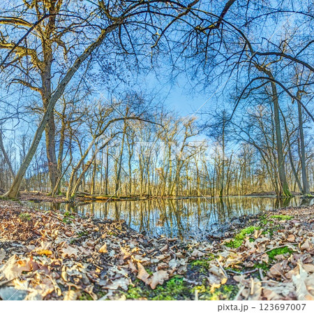 A serene forest pond reflecting the surrounding leafless trees in Moenchsbruch nature reserve A serene forest pond reflecting the surrounding leafless trees in Moenchsbruch nature reserve 123697007