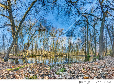 A serene forest pond reflecting the surrounding leafless trees in Moenchsbruch nature reserve A serene forest pond reflecting the surrounding leafless trees in Moenchsbruch nature reserve 123697008