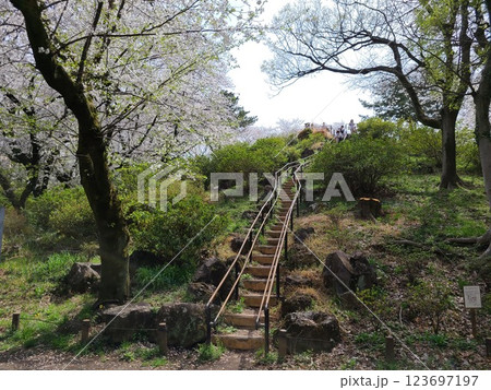 戸山公園箱根山の桜 123697197