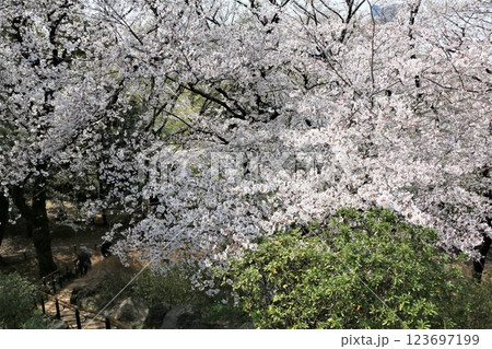 戸山公園箱根山の桜 123697199