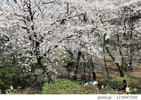 戸山公園箱根山の桜 123697200