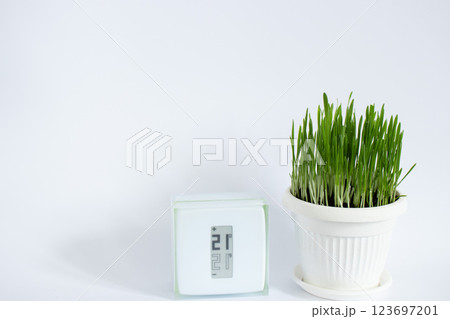 Thermostat stands in a room near pot with grass for cats. Thermostat stands in a room near pot with grass for cats. 123697201