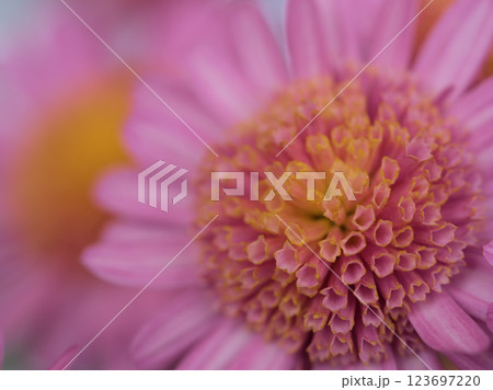 11月に咲いた可愛らしいピンク色のキク「琴桜(ことざくら)」 11月に咲いた可愛らしいピンク色のキク「琴桜(ことざくら)」 123697220