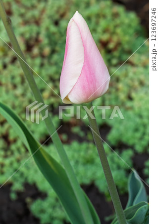 Tulip growing in the garden with a flower bed on the background. 123697246