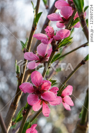 Branches of the nectarine tree in the period of spring flowering. 123697254