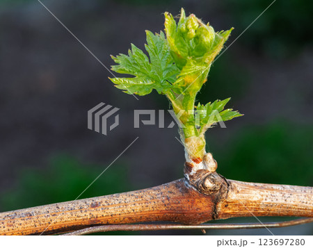Grape leaf on a bush in the garden. 123697280