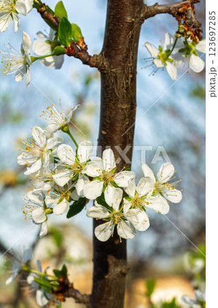 Flowering branches of a plum tree. The small leaves and flowers. Flowering branches of a plum tree. The small leaves and flowers. 123697285
