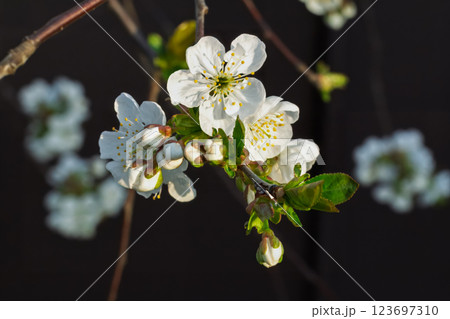 Branch of a cherry tree in the period of spring flowering. 123697310