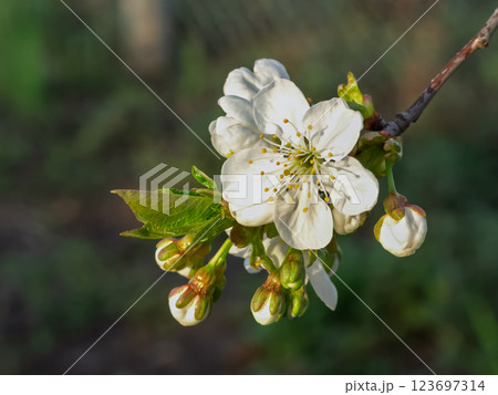 Branch of a cherry tree in the period of spring flowering. Branch of a cherry tree in the period of spring flowering. 123697314