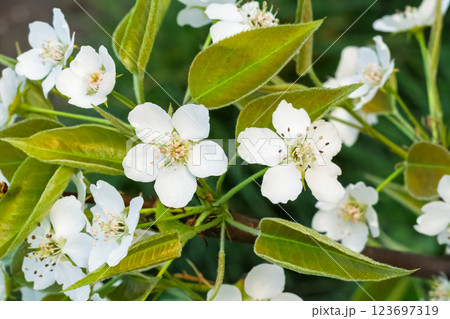 Branches of a blooming pear tree in the spring orchard. Branches of a blooming pear tree in the spring orchard. 123697319