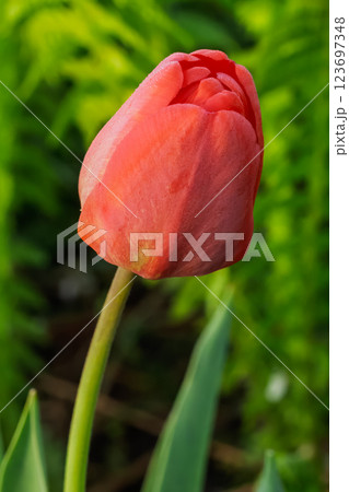 Tulip growing in the garden with a flower bed on the background. Tulip growing in the garden with a flower bed on the background. 123697348