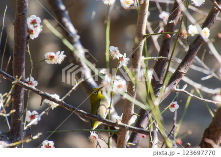 梅の花とメジロ 123697770