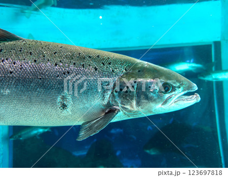 A fish is swimming in a tank. The fish is silver and has black spots A fish is swimming in a tank. The fish is silver and has black spots 123697818