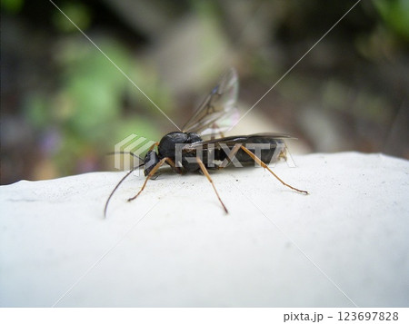 クロヤマアリの羽アリ クロヤマアリの羽アリ 123697828