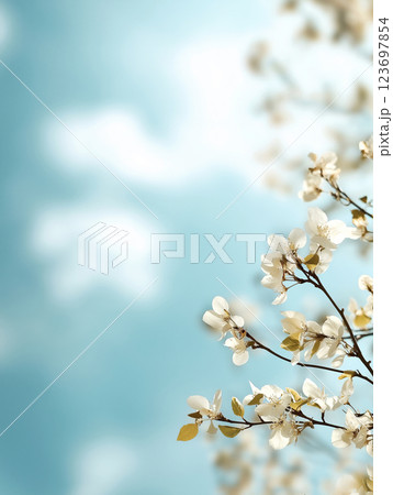 White cherry blossoms on a branch against a soft blue sky with blurred clouds 123697854