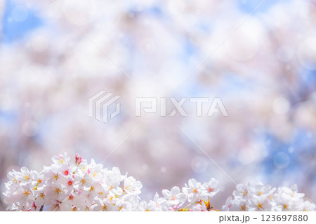 Cherry blossom  flower in spring for background or copy space for text 123697880