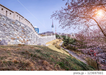 cherry tree in spring and Namsan Mountain with Namsan Tower in the background, Seoul. South Korea. 123697881