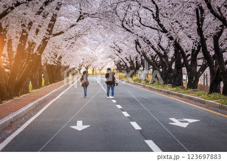 Beautiful cherry blossom tunnel and cherry trees on both sides of the road at the Cherry Blossom Festival in Gyeongju, South Korea. 123697883