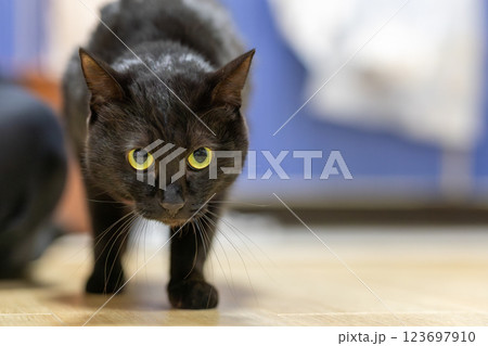 黒猫 123697910