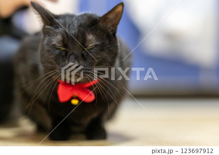 黒猫 黒猫 123697912