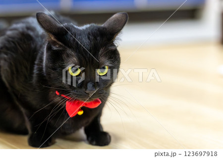 黒猫 123697918