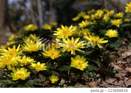 南大王で咲き誇る福寿草　晩冬　（高知県　大豊町） 123698016