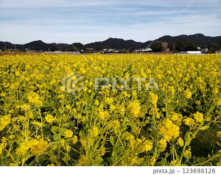 千葉の菜の花畑 千葉の菜の花畑 123698126
