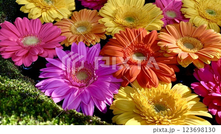 12月のカラフルな花手水(ガーベラ)クローズアップ〈菅生神社/愛知県岡崎市〉 12月のカラフルな花手水(ガーベラ)クローズアップ〈菅生神社/愛知県岡崎市〉 123698130