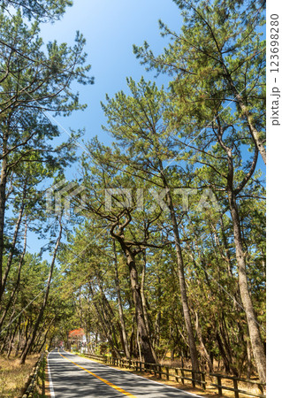 こんもりとした松林の道 こんもりとした松林の道 123698280