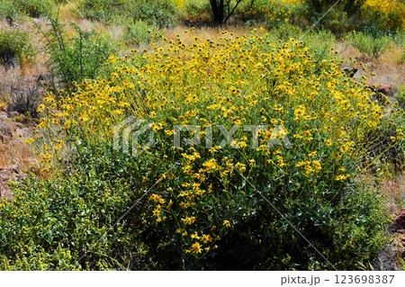 Central Sonora Desert Arizona Wildflowers 123698387