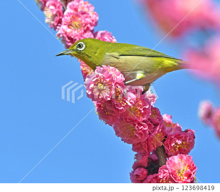 満開の紅梅にメジロ （ 春イメージ ）（ ほのぼのイメージ ） 123698419
