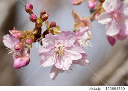 春の訪れを告げる桜 アップ 春の訪れを告げる桜 アップ 123698560