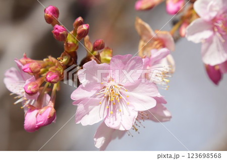 春の訪れを告げる桜 アップ 春の訪れを告げる桜 アップ 123698568