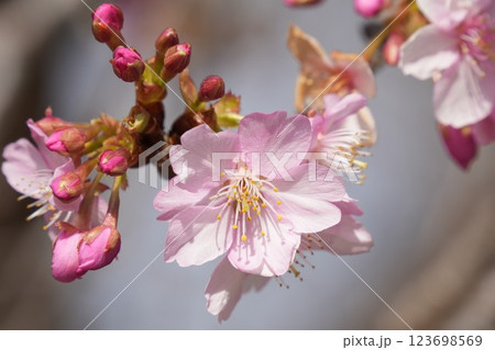 春の訪れを告げる桜 アップ 春の訪れを告げる桜 アップ 123698569