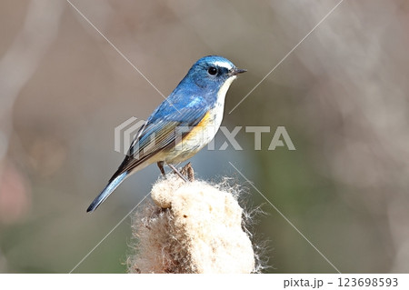 ルリビタキ　オス 123698593