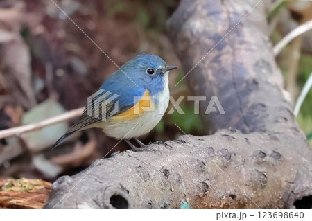 ルリビタキ　オス 123698640