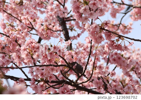 日本の春の訪れを告げる河津桜 日本の春の訪れを告げる河津桜 123698702