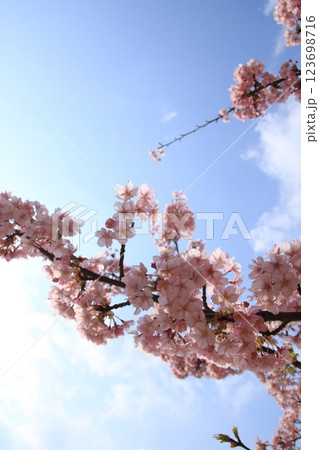 日本の春の訪れを告げる河津桜 123698716