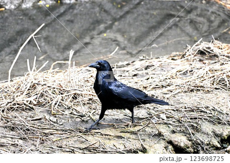 カラス カラス 123698725