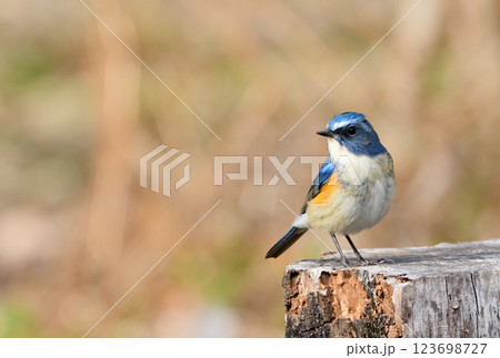 ルリビタキ オス ルリビタキ オス 123698727