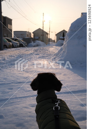 ダックスフント 雪 ダックスフント 雪 123698924