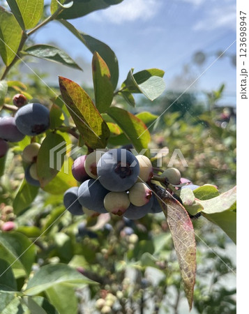 たわわに実ったブルーベリーの実、もうすぐ食べごろ たわわに実ったブルーベリーの実、もうすぐ食べごろ 123698947